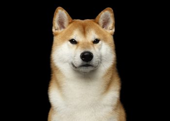 ViMoney: Shiba Inu đạt được cột mốc mới khi cá voi tăng 75% giao dịch h1