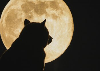 ViMoney: Shiba Inu được cá voi ETH hàng đầu ưa thích số 1, với trị giá nắm giữ 1,45 tỷ đô la h2