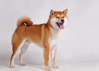Shiba Inu trở thành Hợp đồng thông minh được sử dụng nhiều nhất bởi Ví Ethereum lớn nhất