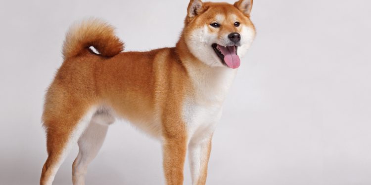 Shiba Inu trở thành Hợp đồng thông minh được sử dụng nhiều nhất bởi Ví Ethereum lớn nhất