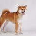 Shiba Inu trở thành Hợp đồng thông minh được sử dụng nhiều nhất bởi Ví Ethereum lớn nhất