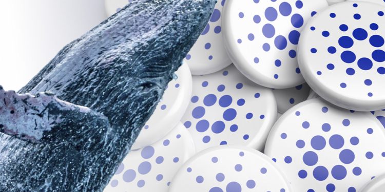 Sự sụt giảm thống trị của Cardano, Điều này có thể trở thành Gamechanger, Theo ADA Whale