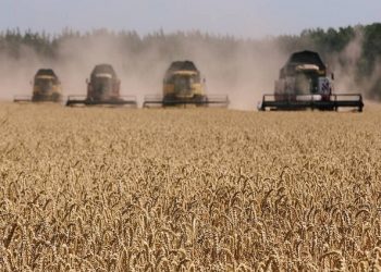 Thế giới phải tìm cách ngăn chặn một cuộc khủng hoảng lương thực