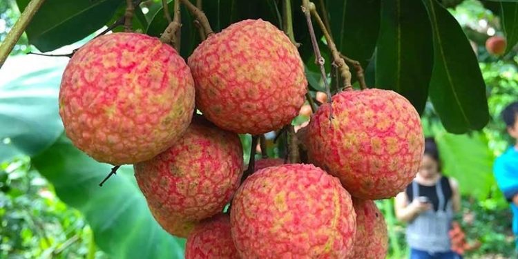 Vải u hồng giá chát 130.000 đồng/kg vẫn hút khách