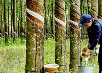 Cao su Phước Hòa đã nhận tiền bồi thường bàn giao đất làm dự án VSIP III