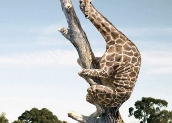 Cổ phiếu Thép, Bảo hiểm "tỏa sáng", VN-Index vẫn giảm gần 16 điểm dưới áp lực bán mạnh tại nhiều nhóm trụ