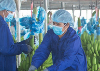 HAGL bị phạt 3 tỷ đồng và đình chỉ giao dịch chứng khoán 5 tháng