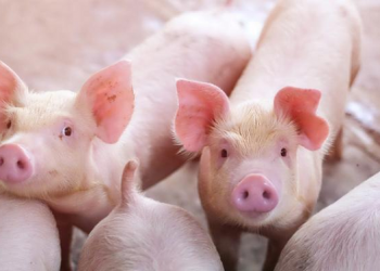 Lợi nhuận doanh nghiệp chăn nuôi bị bào mòn bởi giá thức ăn chăn nuôi tăng cao - Ảnh 1.