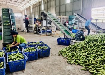 Tự sản xuất được thức ăn chăn nuôi giữa cơn bão giá, bầu Đức vẫn thu lãi đậm từ heo BAPI - HAGL dù nhiều đại gia trong ngành đang gặp khó - Ảnh 1.