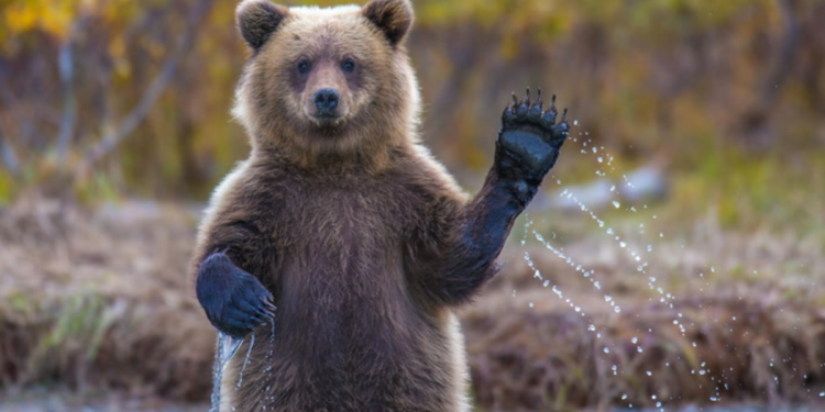 Những chú Gấu trong khu rừng chứng khoán Mỹ