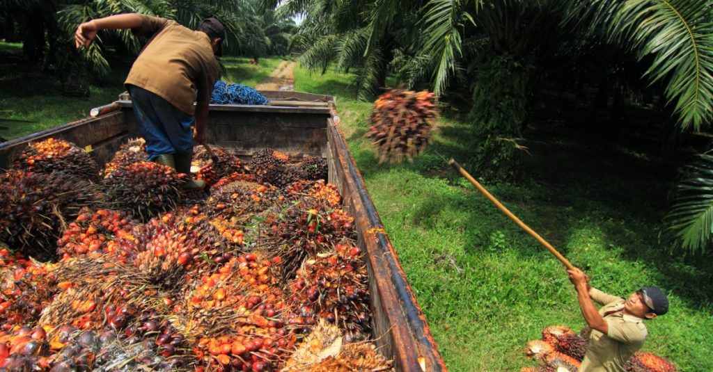 Lệnh cấm xuất khẩu dầu cọ của Indonesia châm ngòi khủng hoảng thị trường dầu thực vật