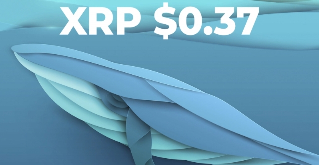 XRP giảm xuống còn 0,37 đô la khi Cá voi di chuyển 440,3 triệu mã thông báo