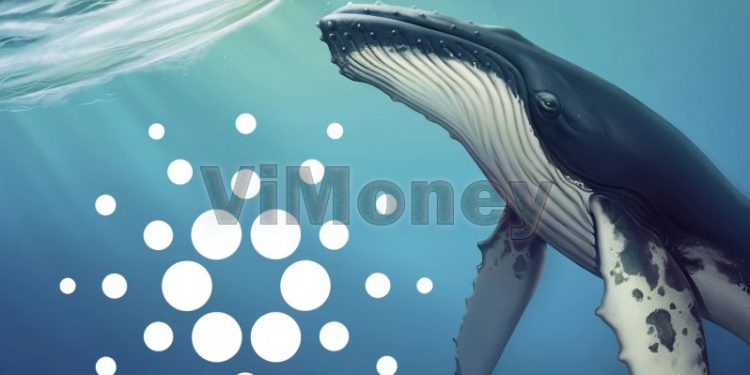 ViMoney: Cá voi Cardano giao dịch với khối lượng tăng vọt h1