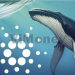 ViMoney: Cá voi Cardano giao dịch với khối lượng tăng vọt h1