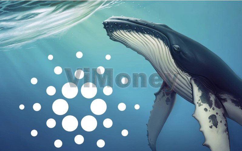 ViMoney: Cá voi Cardano giao dịch với khối lượng tăng vọt h1