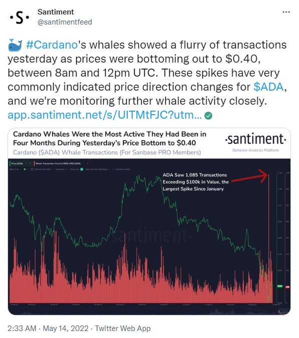 ViMoney: Cá voi Cardano giao dịch với khối lượng tăng vọt  h2