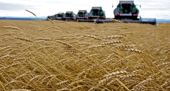 vimoney: Ai Cập làm gì giữa khủng hoảng lúa mì?