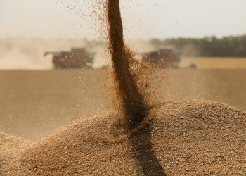 Ai Cập làm gì giữa khủng hoảng lúa mì?