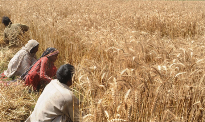 vimoney: Lý do Ấn Độ cấm xuất khẩu lúa mì