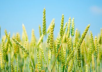 Lý do Ấn Độ cấm xuất khẩu lúa mì