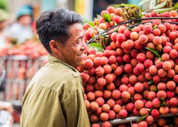 Hơn 100 thương nhân Trung Quốc được nhập cảnh mua vải thiều Bắc Giang