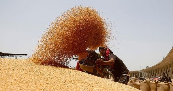 ViMoney: Ấn Độ 'hãm phanh' xuất khẩu lương thực, thế giới căng thẳng h1