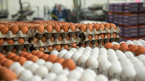 vimoney: TP.HCM: Giá trứng bình ổn chuẩn bị tăng từ 5,7-6,8%