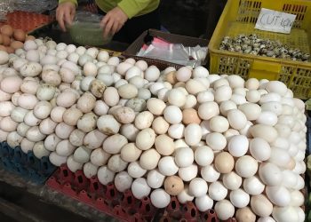 TP.HCM: Giá trứng bình ổn chuẩn bị tăng từ 5,7-6,8%