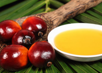 Indonesia cấp phép xuất khẩu 302.000 tấn dầu cọ