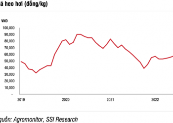 Triển vọng nào cho doanh nghiệp chăn nuôi heo trong nửa cuối năm 2022? - Ảnh 1.