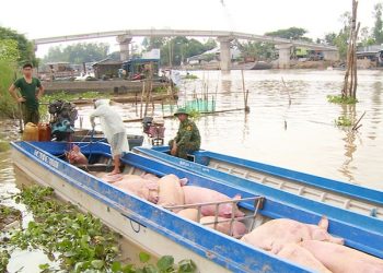 Ngăn chặn hoạt động buôn lậu heo qua biên giới