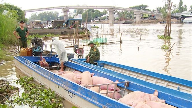 Ngăn chặn hoạt động buôn lậu heo qua biên giới