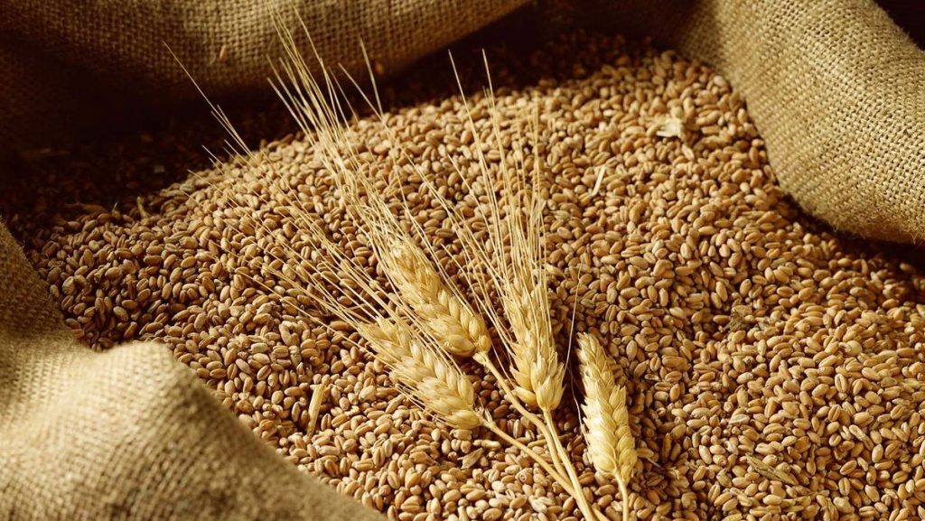 Tại sao Ukraine hủy giấy phép xuất khẩu lúa mỳ?