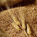 Tại sao Ukraine hủy giấy phép xuất khẩu lúa mỳ?