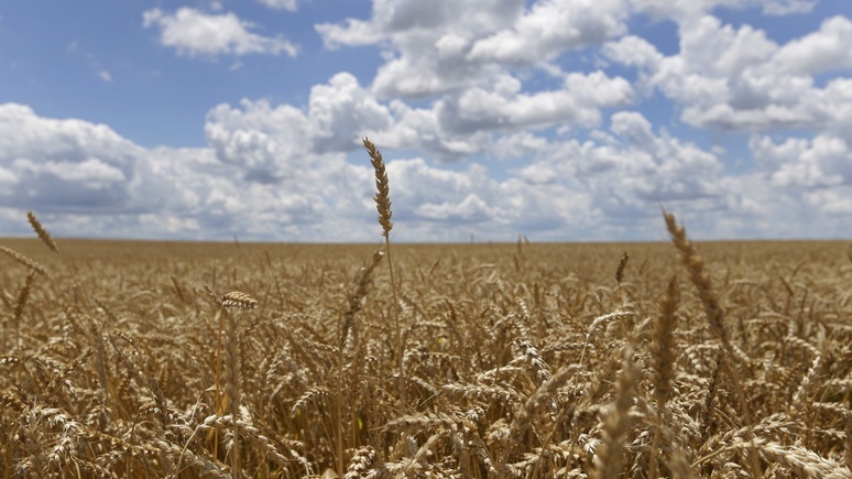 vimoney: Tại sao Ukraine hủy giấy phép xuất khẩu lúa mỳ?