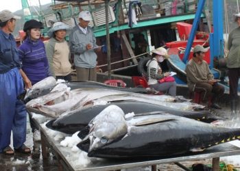 Xuất khẩu cá ngừ tăng mạnh 6 tháng đầu năm