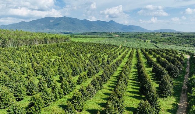 Bầu Đức khoe 1.000 ha sầu riêng sắp thu hoạch: Giá vốn 10.000 đồng, giá bán thấp nhất 70.000 đồng/kg - Ảnh 1.