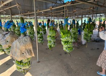 HAGL lãi 125 tỷ đồng trong tháng 7 - Ảnh 1.