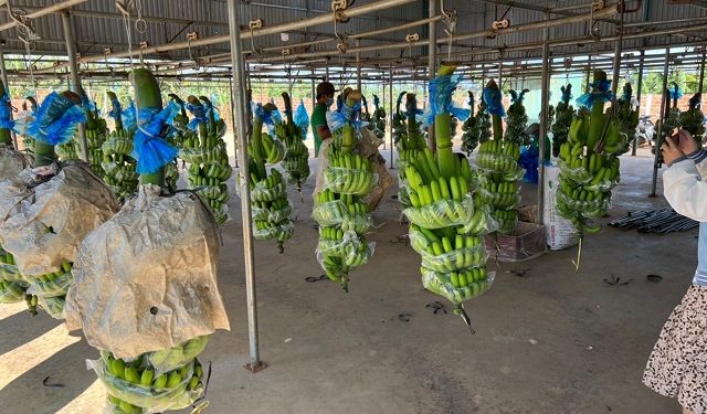HAGL lãi 125 tỷ đồng trong tháng 7 - Ảnh 1.