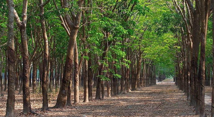 Đất CLN là gì? Đặc điểm và cách chuyển đổi sang đất ở