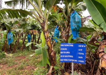 Hoàng Anh Gia Lai kinh doanh tháng 8 ra sao?