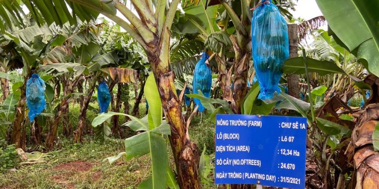 Hoàng Anh Gia Lai kinh doanh tháng 8 ra sao?