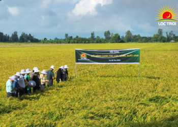 Lộc Trời ghi nhận doanh thu thuần 2022 đạt nửa tỷ USD