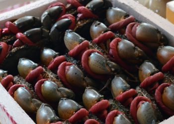 Xuất khẩu cua ghẹ Việt sang Mỹ, Nhật tăng mạnh