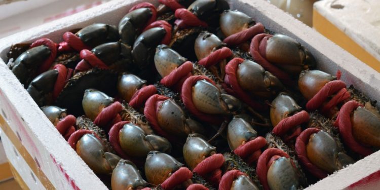 Xuất khẩu cua ghẹ Việt sang Mỹ, Nhật tăng mạnh