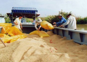Xuất khẩu gạo 7 tháng đầu năm tăng hơn 20%