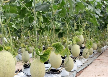 Lợi nhuận PAN năm 2022 được thúc đẩy bởi hợp nhất VFG và tăng trưởng tất cả các mảng kinh doanh - Ảnh 1.