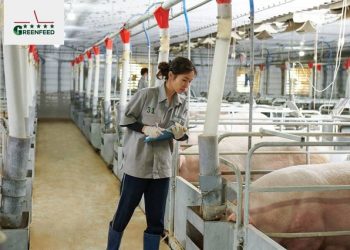 Nhiều “ông lớn” đổ bộ vào chăn nuôi lợn - Ảnh 1.