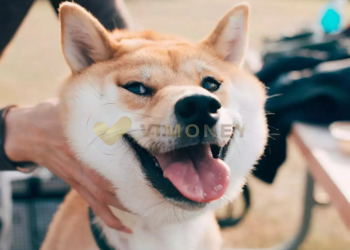 Mất bao lâu để chờ SHIB đạt 1 USD?