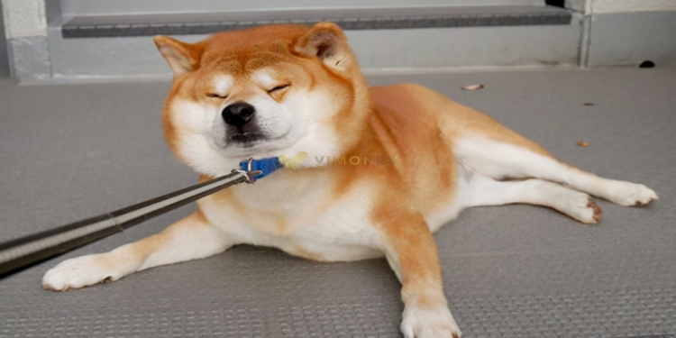 SHIB sẽ không tăng giá trong bão gấu